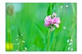 Blumenwiese M 07